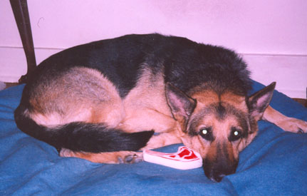 Handley curled up on her bed with a toy steak for anytime she wants it