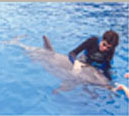 This is the fourth of four thumbnail photos of me swimming with and stroking a dolphin
